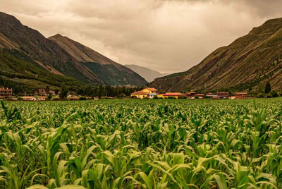 Corn